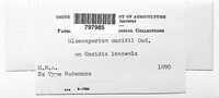 Gloeosporium oncidii image